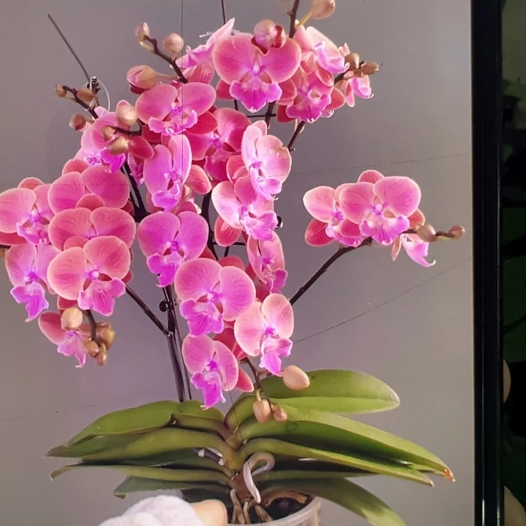 当前无花栽培后可以开花瑕疵苗带剑唯美凑单发货