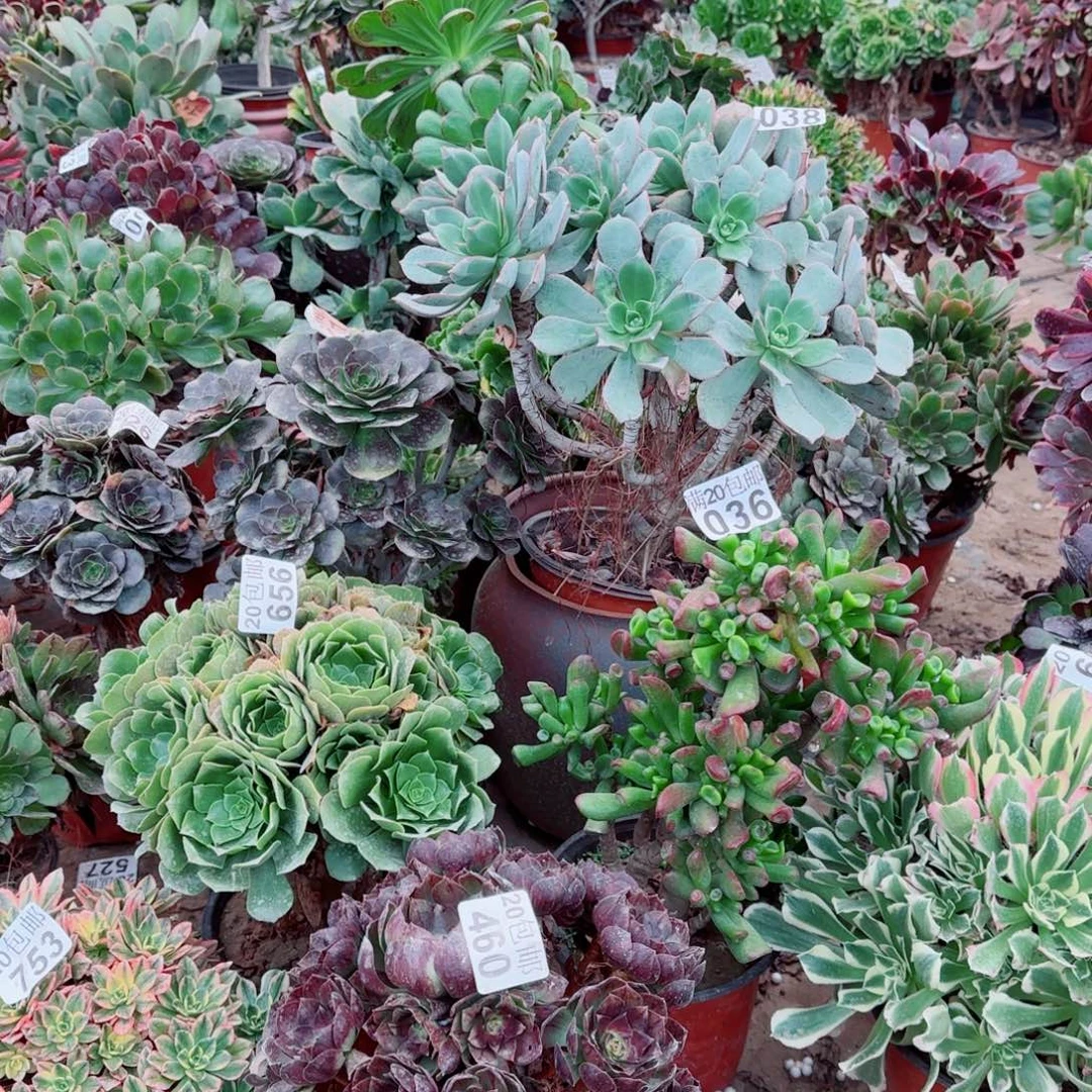 当场满20包邮断枝不包，不凑满20元发空气