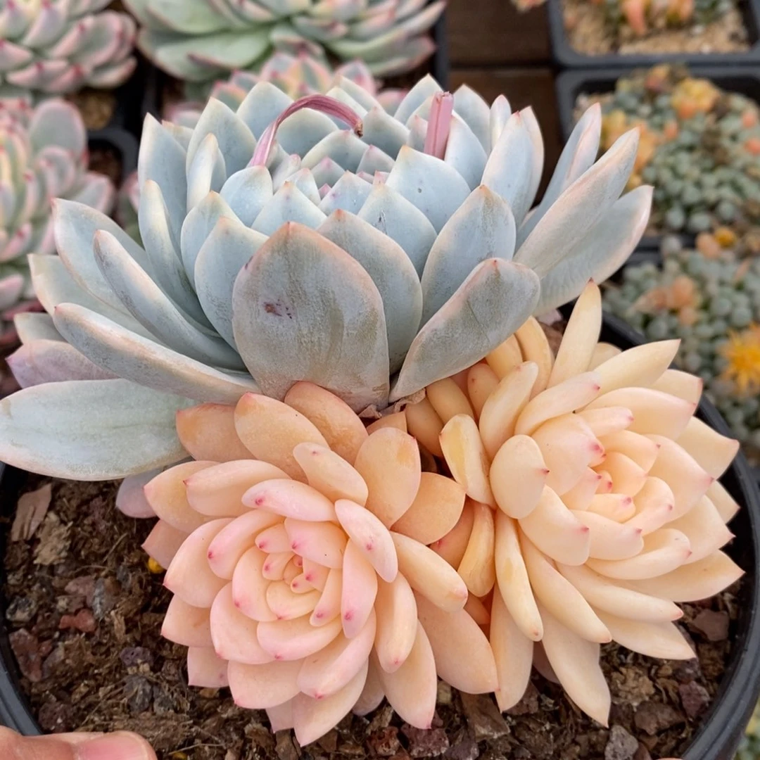 梦露锦新年福利1