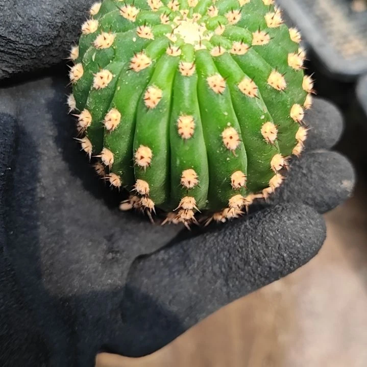 毛花柱侧芽河岸特