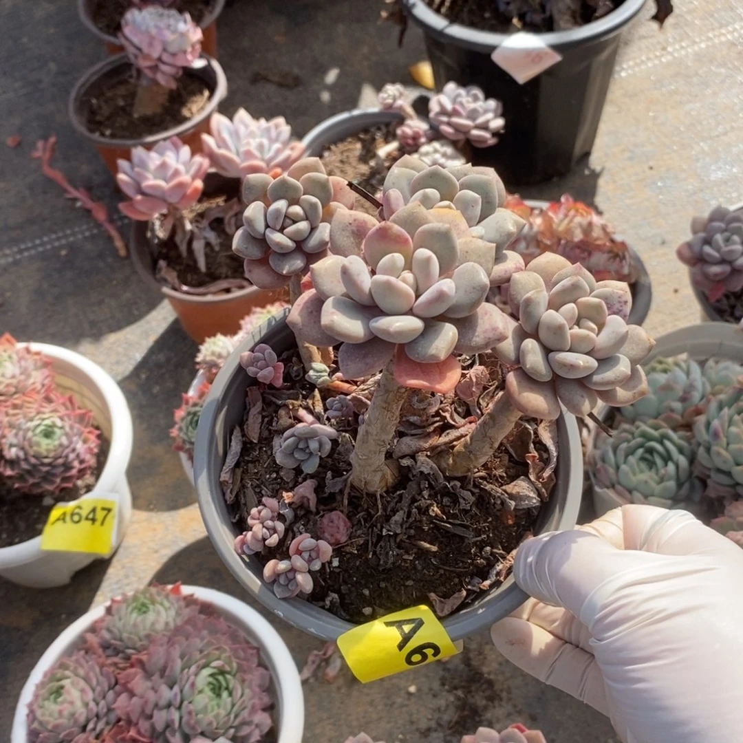 652白鹭老桩一物一拍