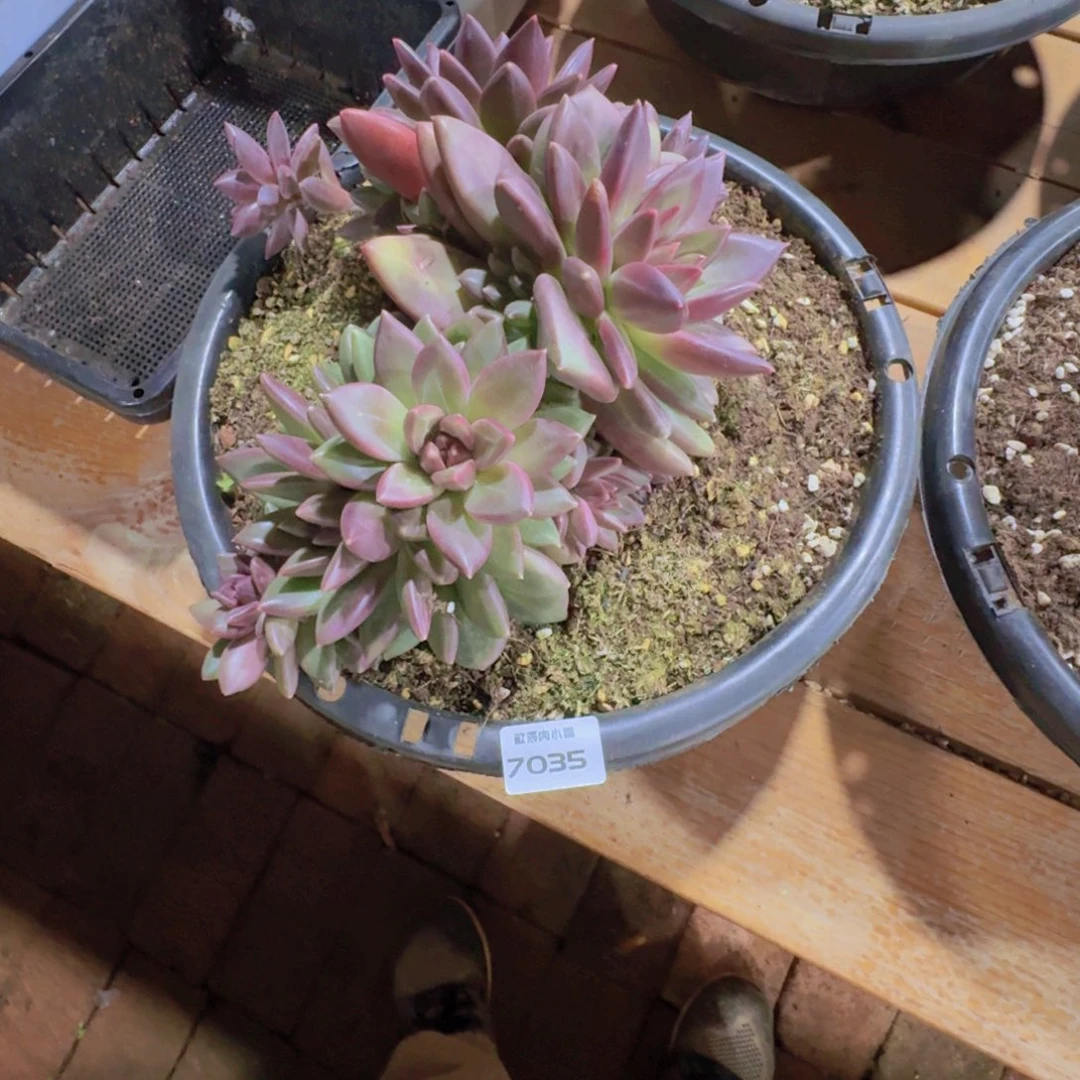 芒***朵多肉植物迷雾泡泡群7035