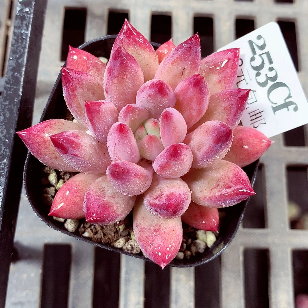 5厘米盆精控多肉253