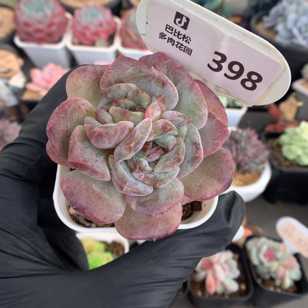 398 糖心石化多肉