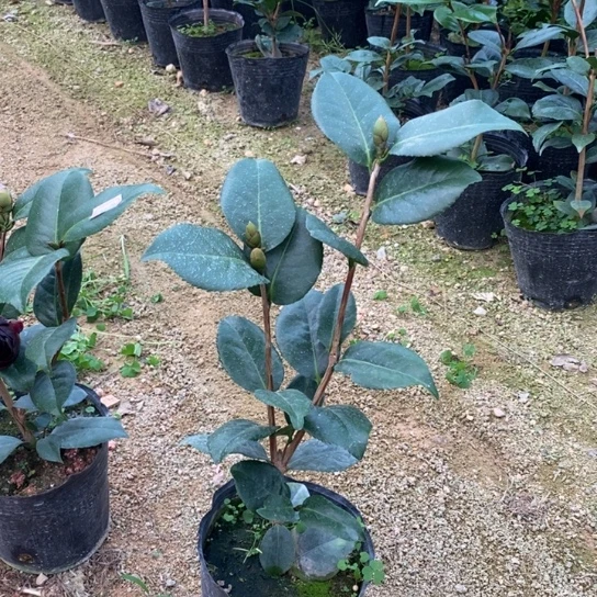 当前无花栽培后可以开花