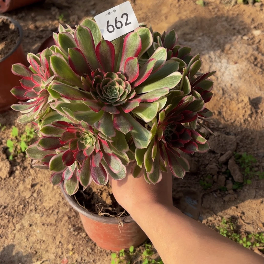 孔雀翎1号捧662多肉植物