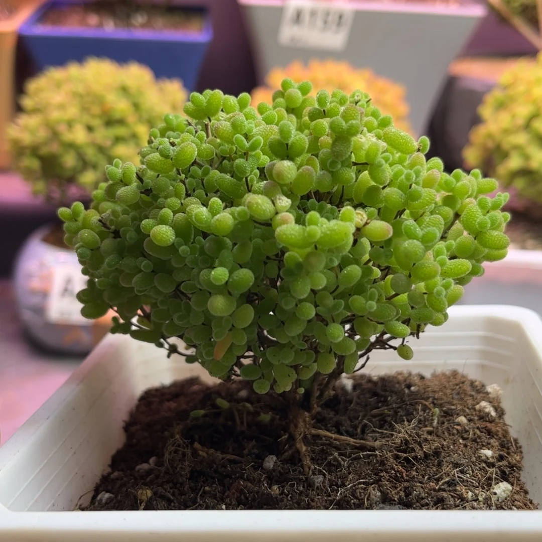13蜜桔糖球优选枝干番杏