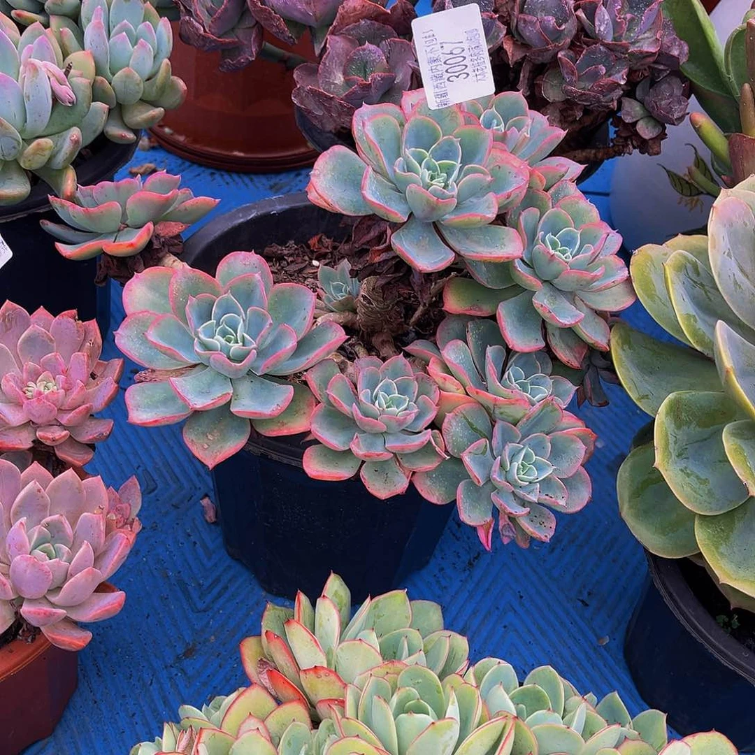 九***柏   雨滴多肉30067