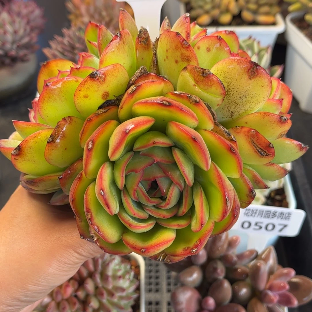 多肉植物0508 满30包邮