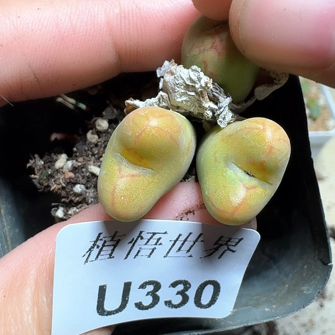 330盒多肉植物哇f g