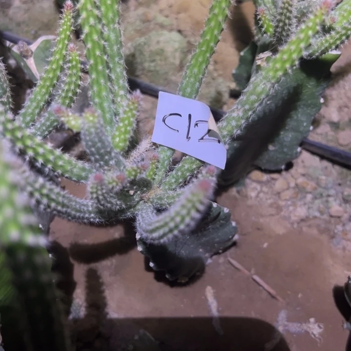 邱****?C12嫁接白花银妞4 0