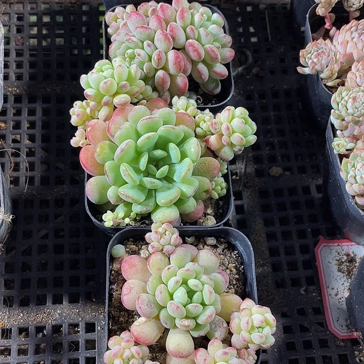 大萌豆群带盆土发