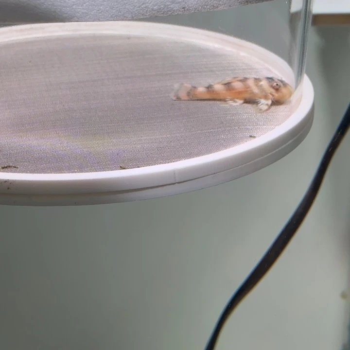 清道夫鱼18欧系333