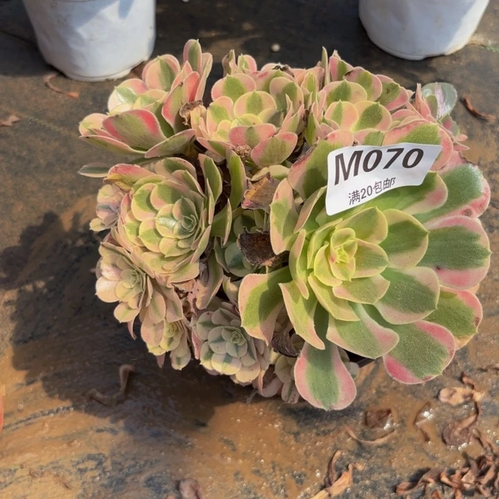 瑞妈多肉植物，070布