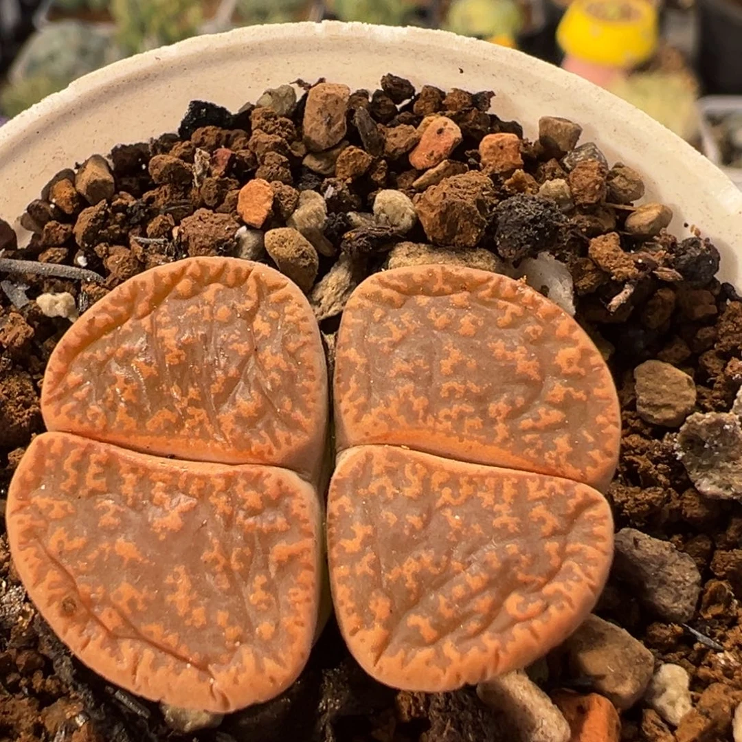 92多肉植物百科植物