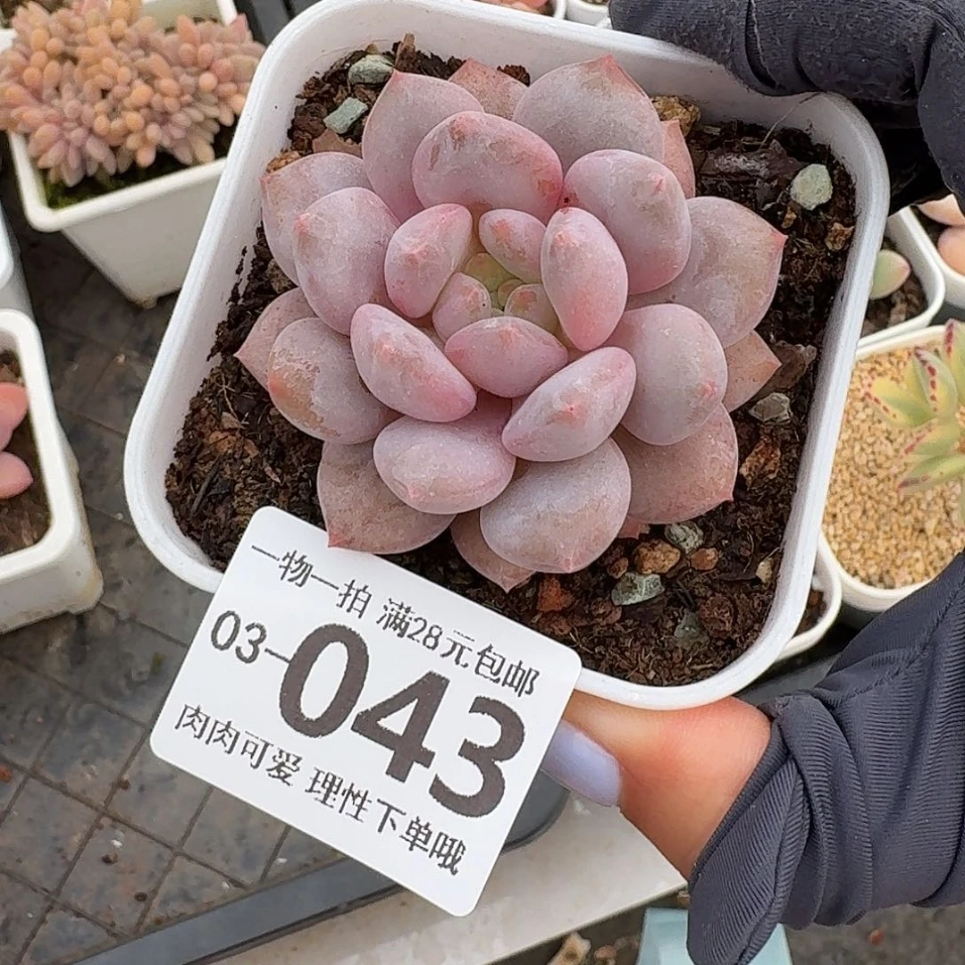 半夏无盆无发货无