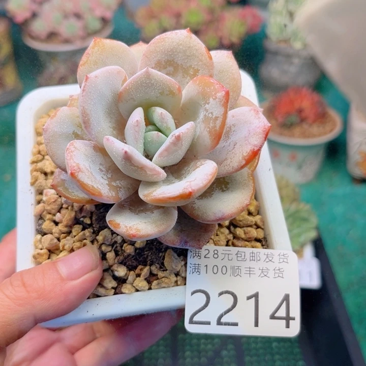 大2214；vxbcbbnnn