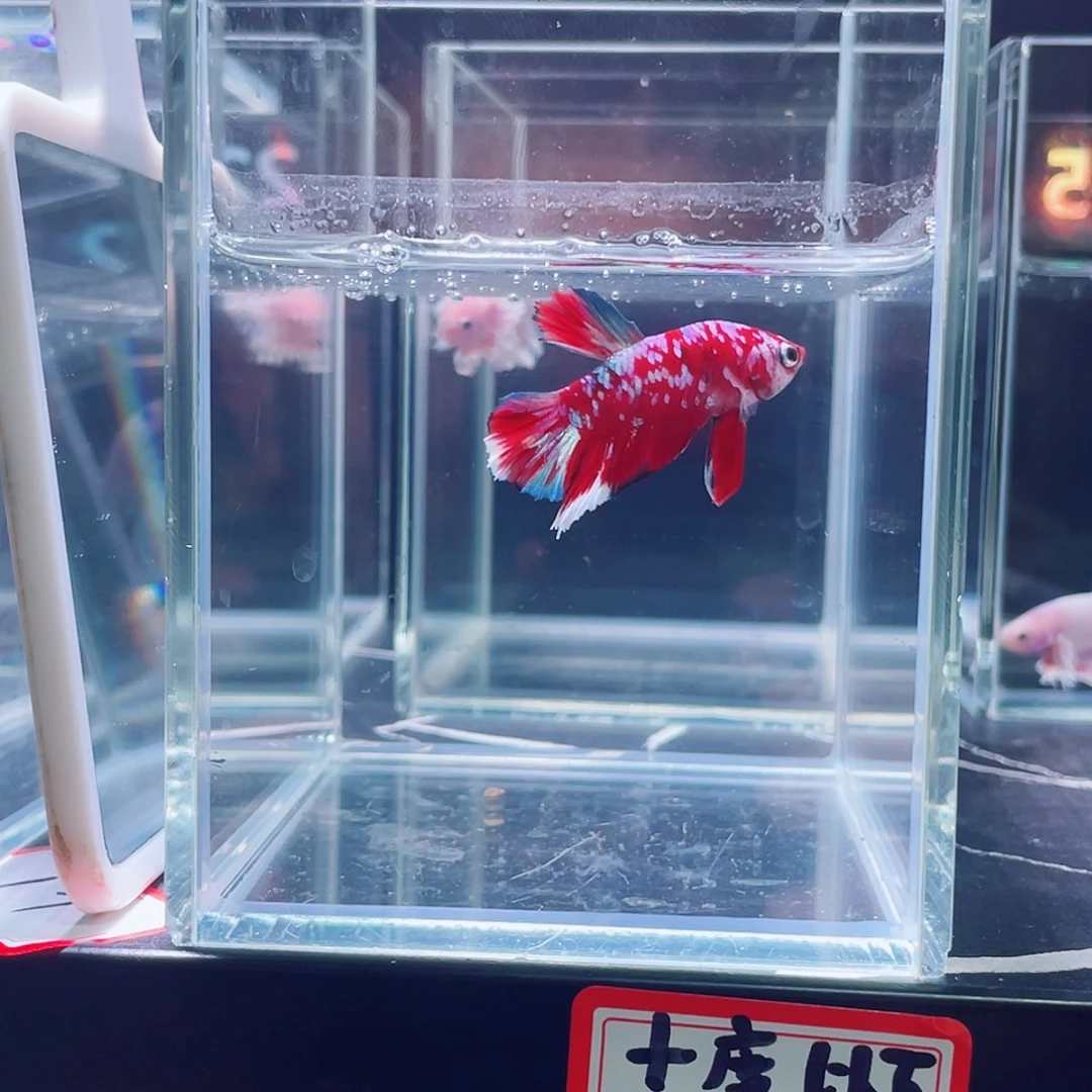 斗鱼印尼斗鱼,记得拍加热包021