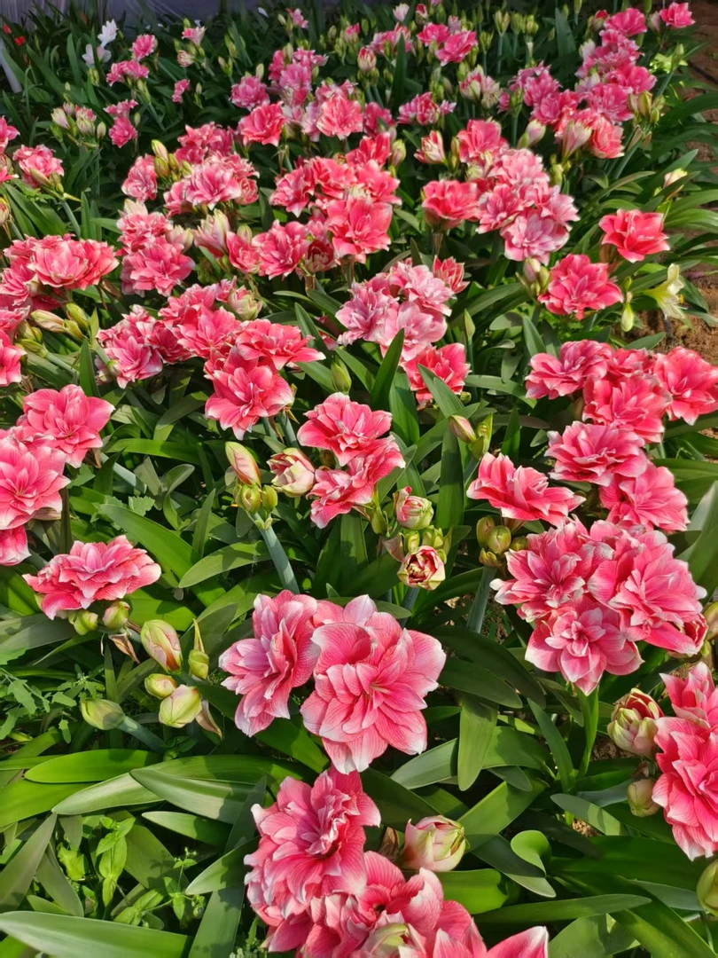 (双梦)重瓣朱顶红花后球 单球 剪花剪叶发货包对版  不包后期养护