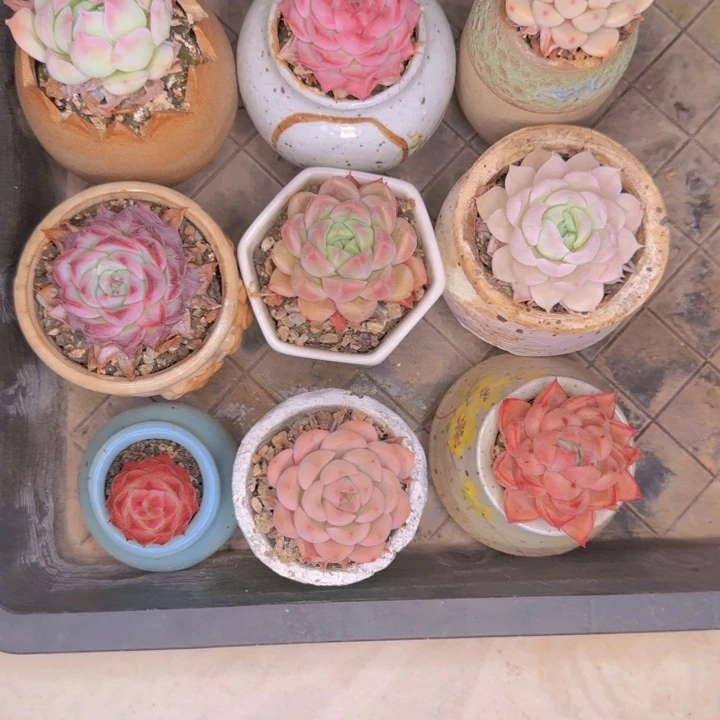 小**?9颗肉 带盆一起发货