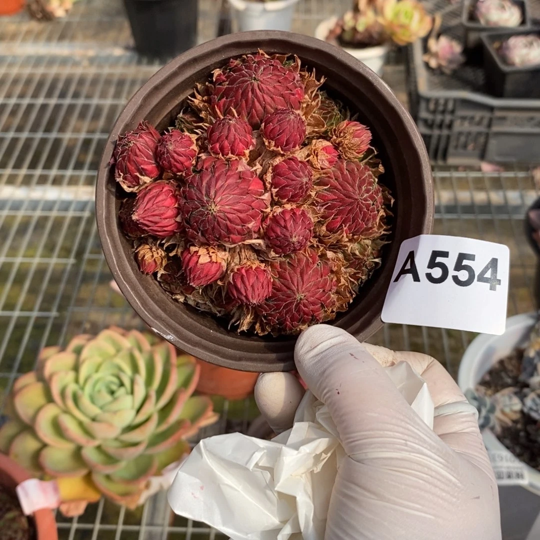 星***L554长生草一物一拍