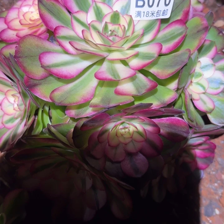 多肉法师淘宝福利