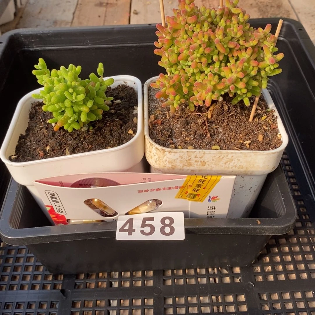 枝干番杏多肉植物458