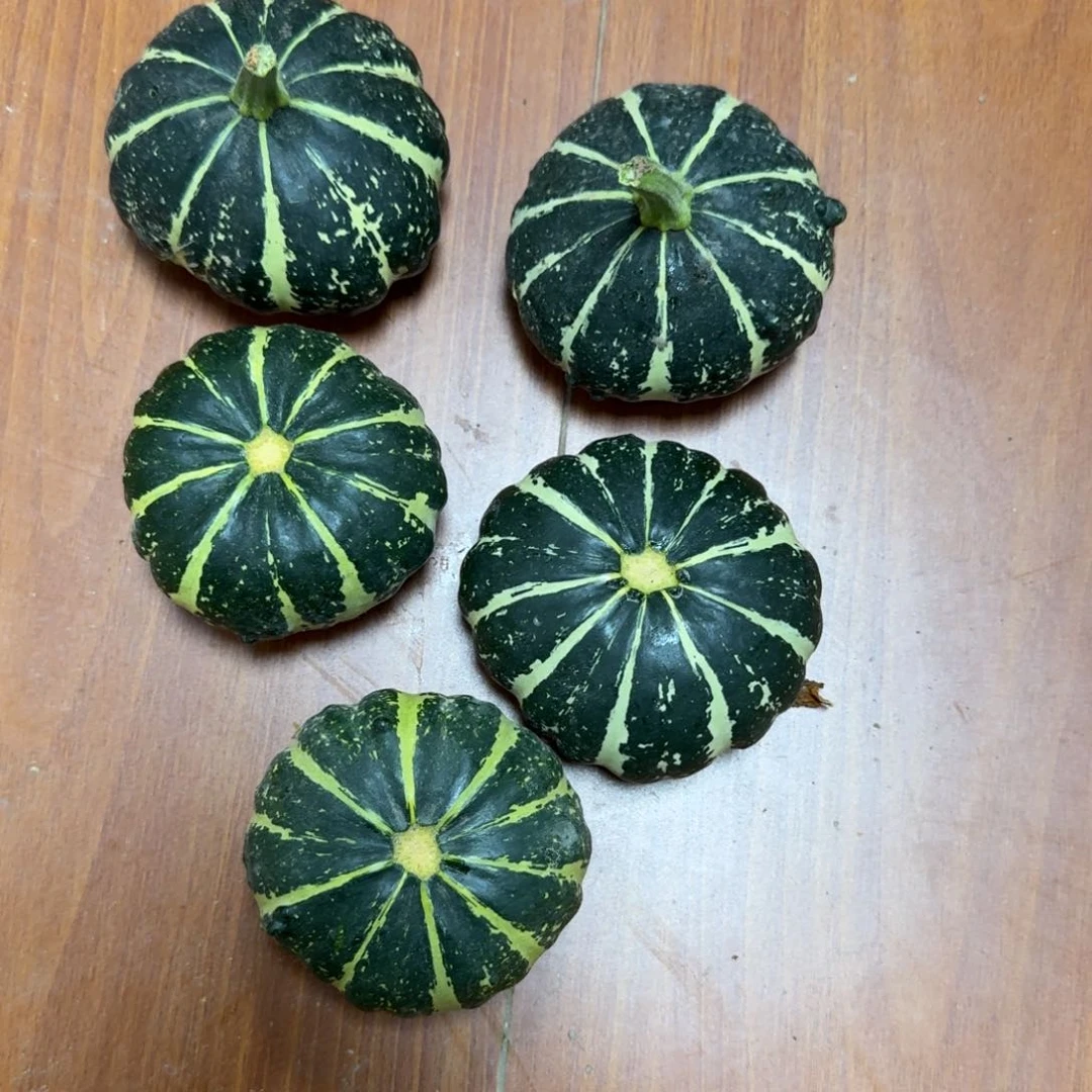 念*✨葫芦啊啊啊啊啊啊啊啊啊啊