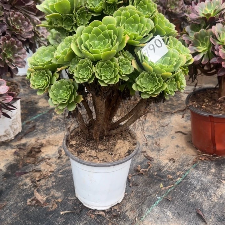 790。两单包邮。