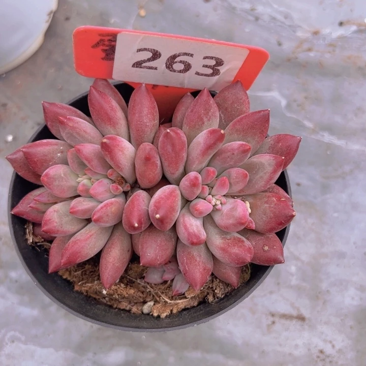 健健康康平平安安