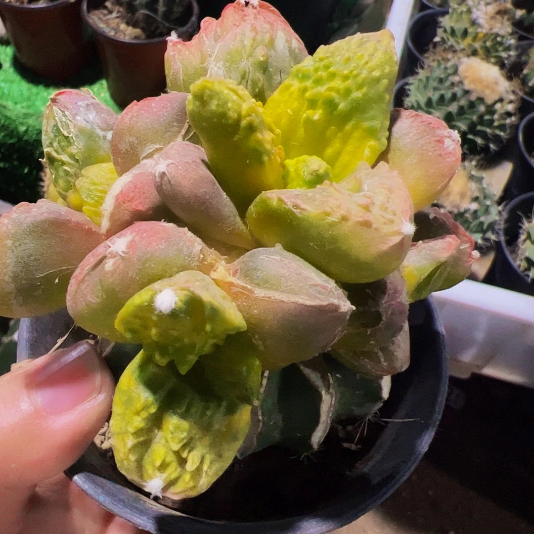 无花朵牡丹锦群158