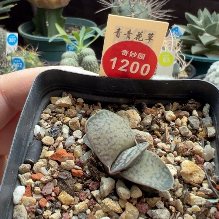 恐龙卧牛一棵仙人球