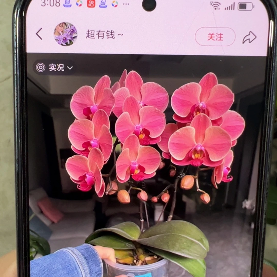 当前无花栽培后可以开花纳博纳带剑，凑单发货