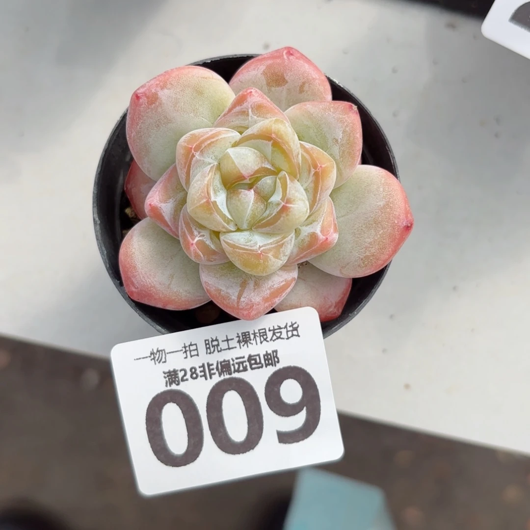 粉钻单头无盆土发货