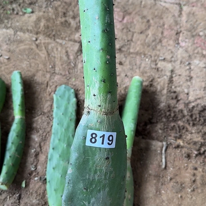 L***沫无花朵胭脂老桩819