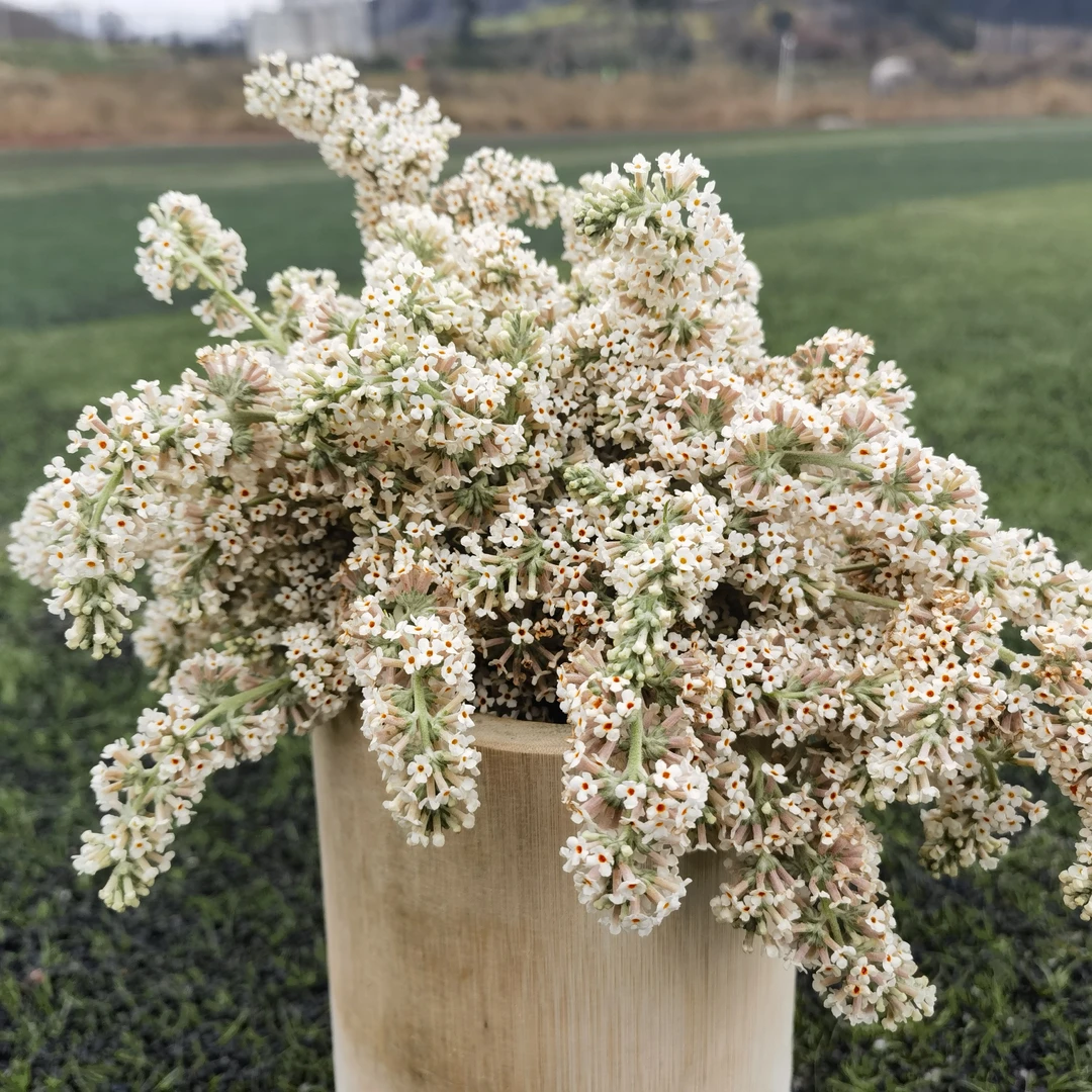 密蒙花染饭花天然植物染料食用黄饭花贵州特产新鲜晒干