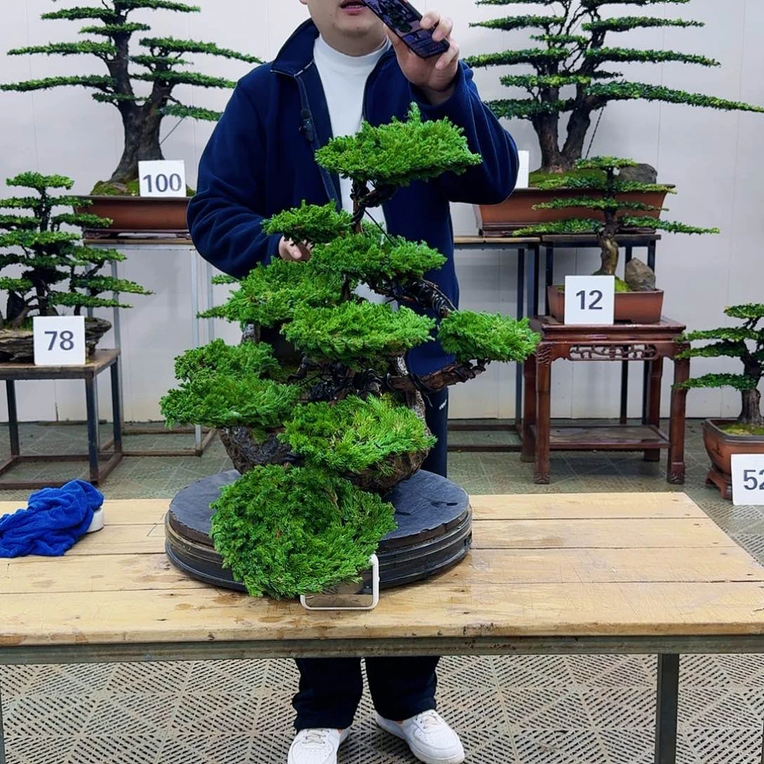 盆景柏树造型盆景