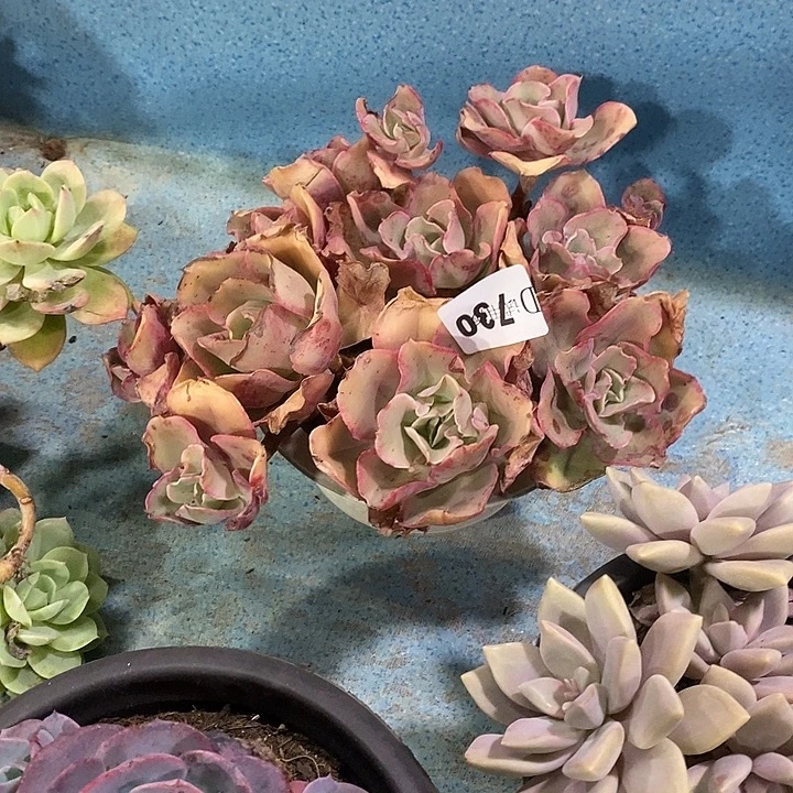 雨***晴730花之鹤多肉植物多肉