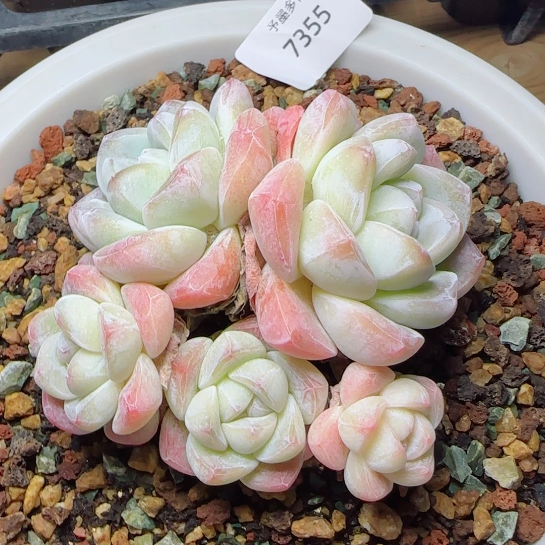 冰玉无砍，7355多肉植物
