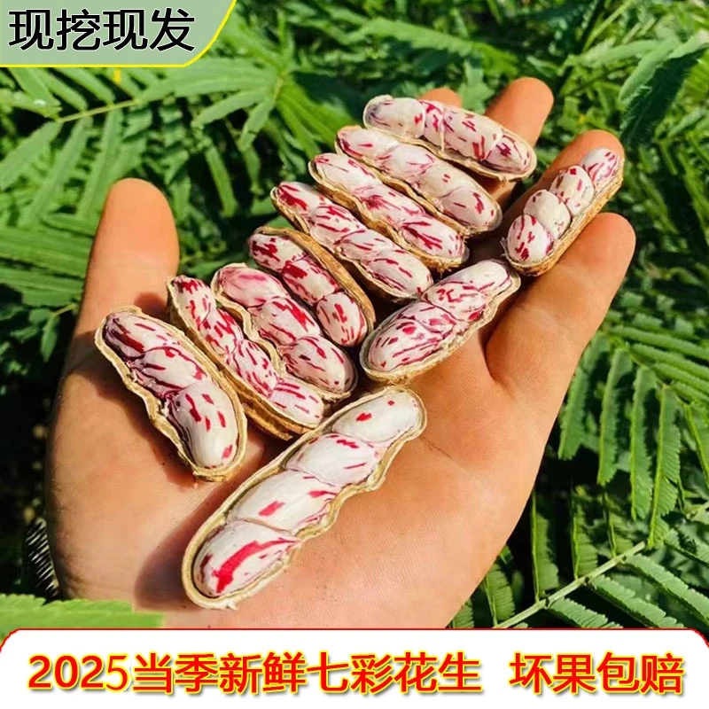 2025云南新鲜七彩花生现挖现发带泥新鲜水果湿花生