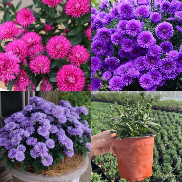 重瓣紫菀盆栽2盆3盆组合适合阳台庭院四季开花花卉