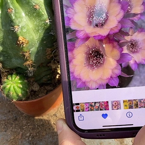 极光仙人球。257990