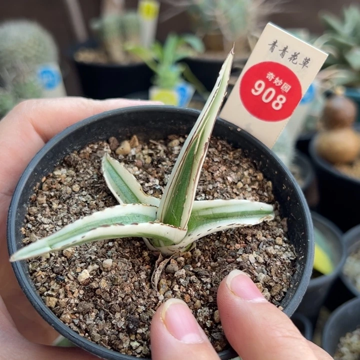 冰山龙舌兰一棵仙人球