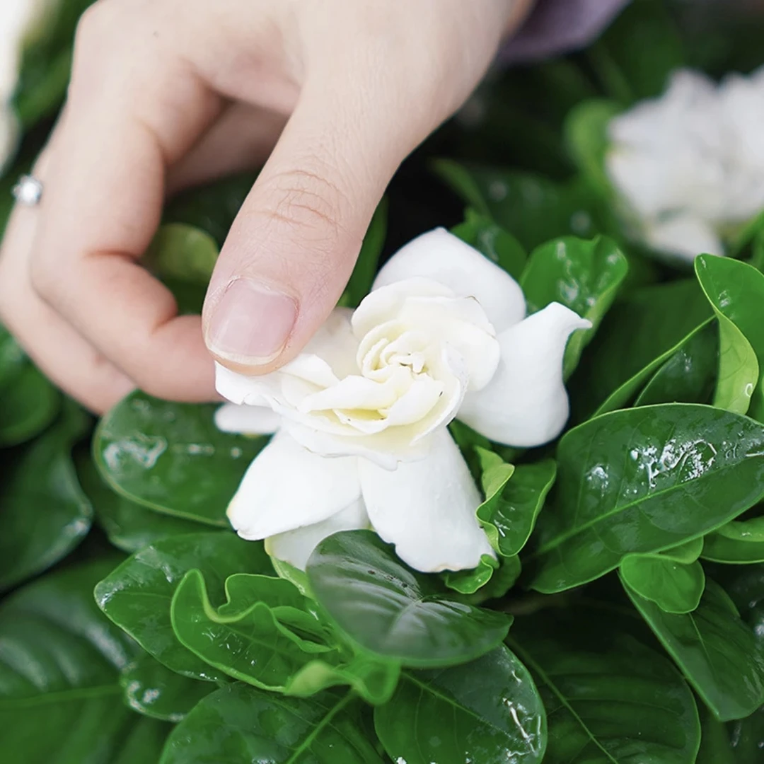 栀子花绿植室内盆栽花卉室内带花苞枝枝花绿植物好养易活四季开花