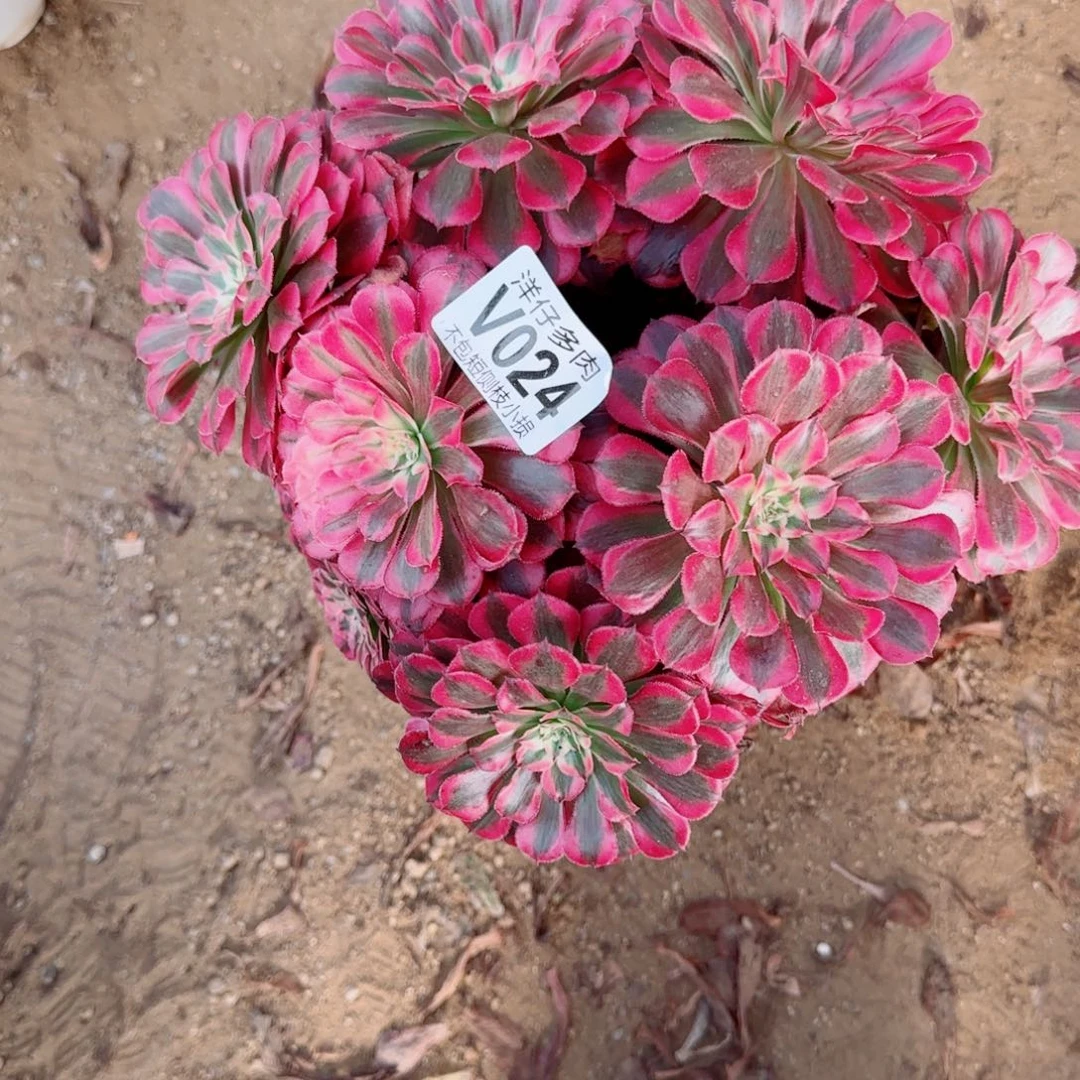 红铜白法师024冠幅25