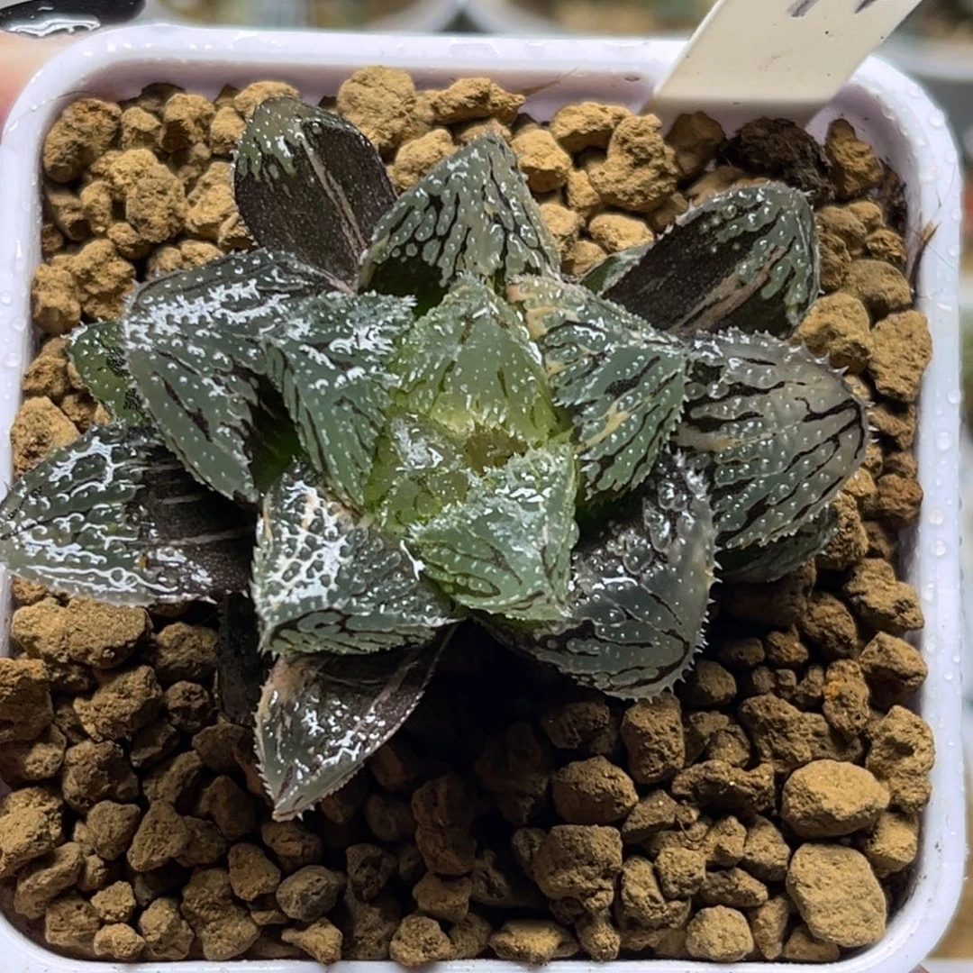 94大窗魔刺锦福利专场