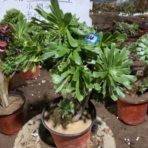 原始绿缀一物一拍