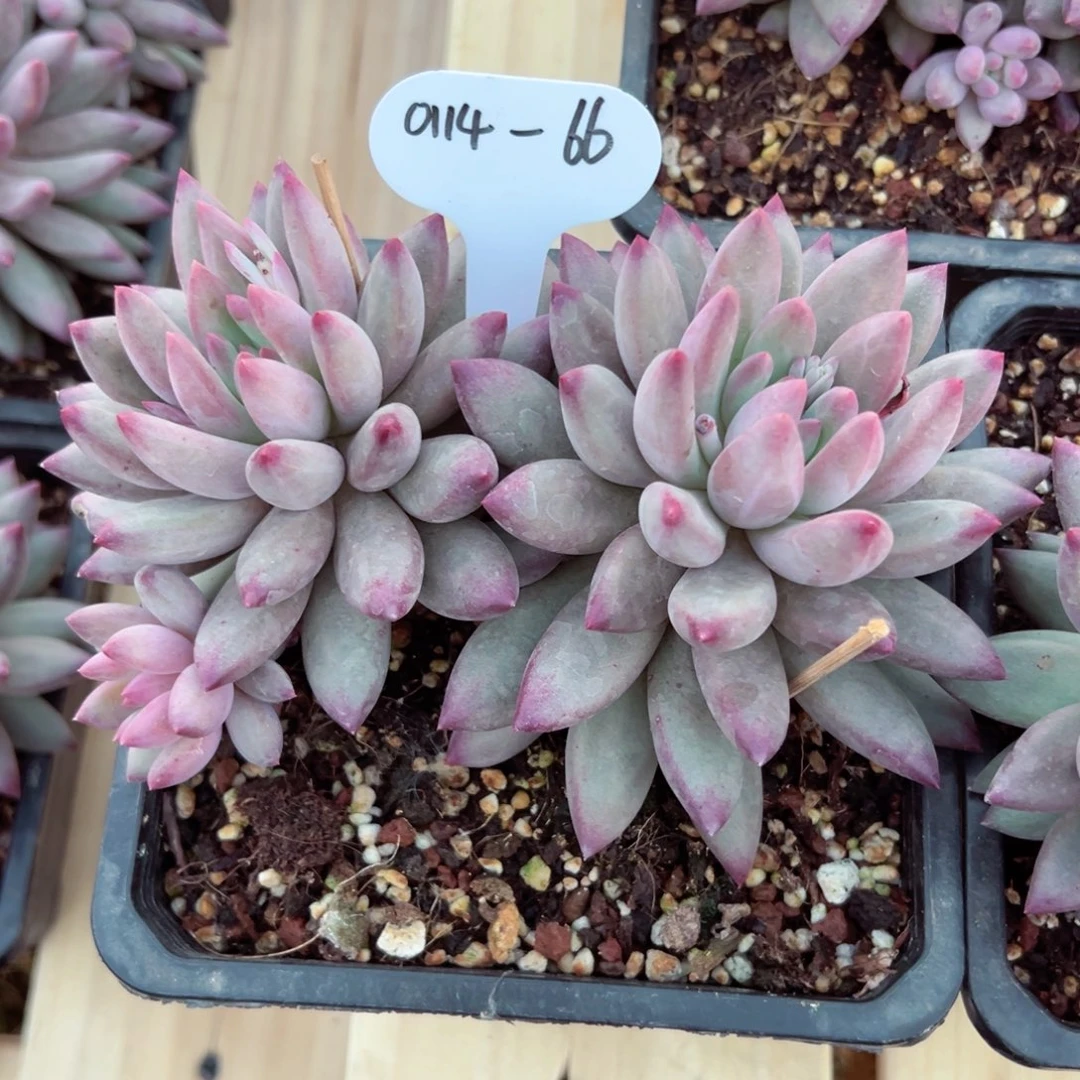 (***)0114-66羽毛虞