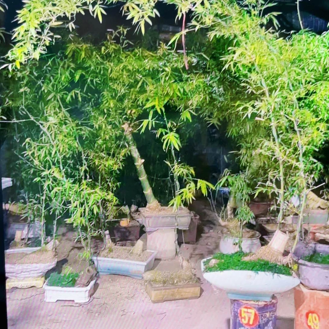 无花朵慢*慢簕竹哈哈哈哈哈哈哈