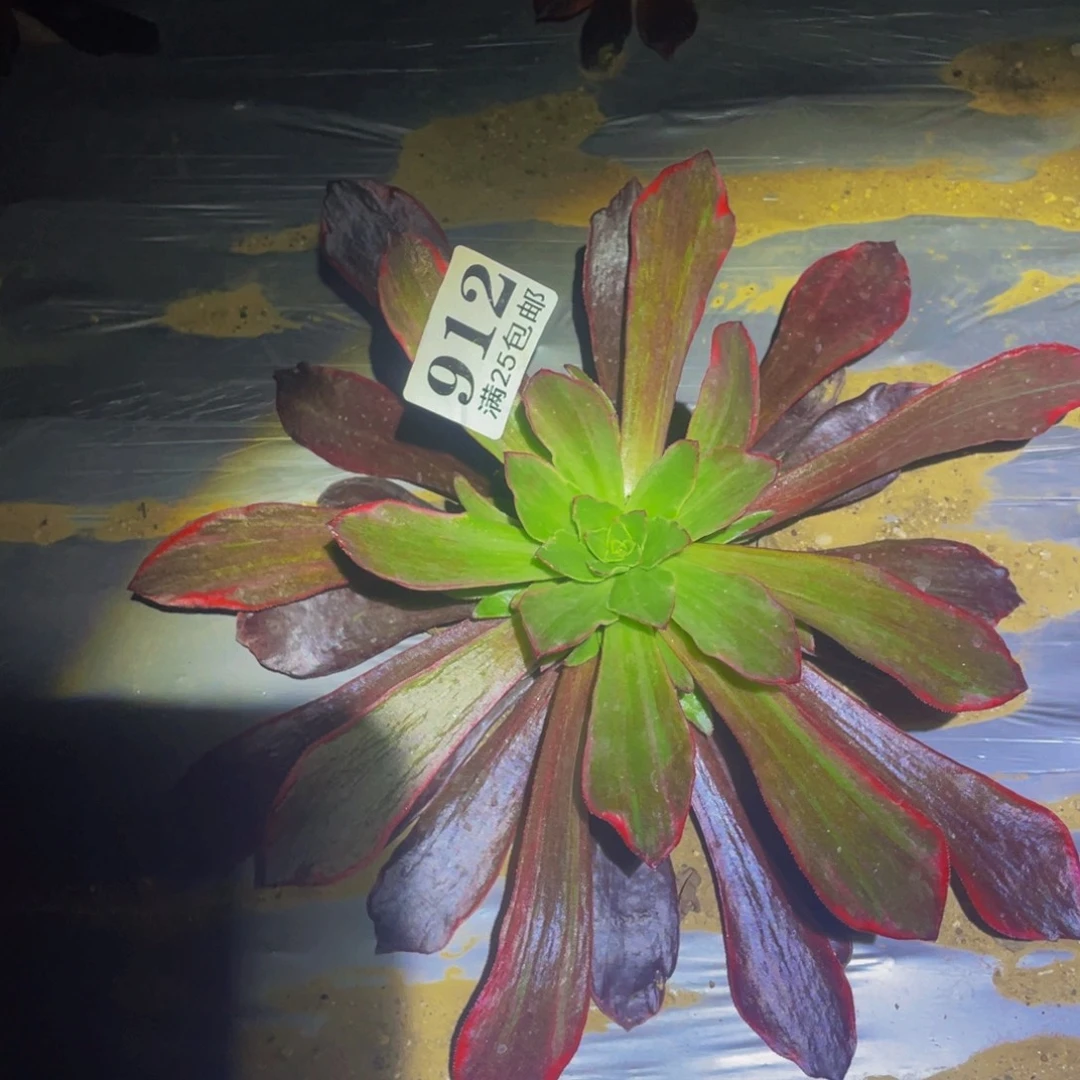 美杜莎七彩多肉植物912